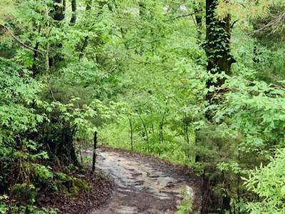 [Hiking and Nature Trail Development]