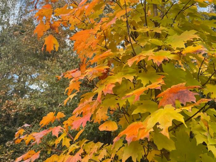 [The colors of Fall at Old Mountain Arboretum]